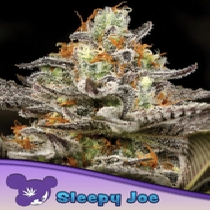 Sleepy Joe Feminised (Anesia Seeds) Cannabis Seeds