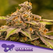 UMME feminised (Anesia Seeds) Cannabis Seeds