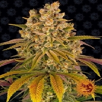 Lemon Tree Feminised (Barneys Farm Seeds) Cannabis Seeds