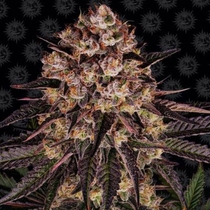 Biscotti Mintz Feminised (Barneys Farm Seeds) Cannabis Seeds