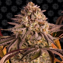 Blue Sunset Sherbert Feminised (Barneys Farm Seeds) Cannabis Seeds