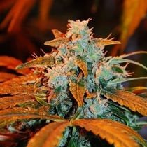 Auto Berry (Auto Blueberry) (G13 Labs Seeds) Cannabis Seeds
