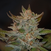 Blue OG (G13 Labs Seeds) Cannabis Seeds