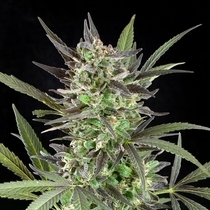 Blue Venom (G13 Labs Seeds) Cannabis Seeds