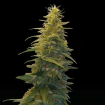 Blueberry Gum #2 (G13 Labs) Cannabis Seeds