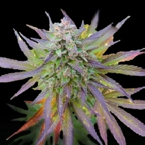 Blueberry Gum (G13 Labs Seeds) Cannabis Seeds