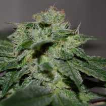 Chocolate Heaven (G13 Labs) Cannabis Seeds
