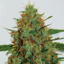 Cinderella 99 (G13 Labs Seeds) Cannabis Seeds
