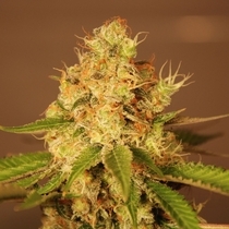 Diesel (G13 Labs Seeds) Cannabis Seeds