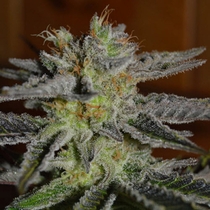Double Black  (G13 Labs) Cannabis Seeds