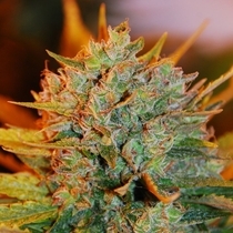 Gigabud (G13 Labs Seeds) Cannabis Seeds