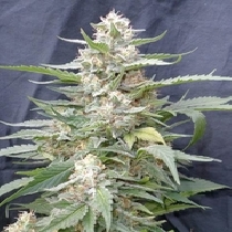 Lemon Amber Kush (G13 Labs) Cannabis Seeds