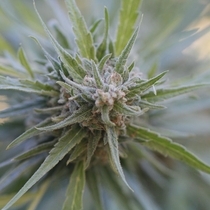 Midnight Kush (G13 Labs Seeds) Cannabis Seeds