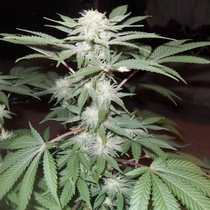 Mozarella (Cheese) (G13 Labs Seeds) Cannabis Seeds