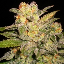 NL Automatic (G13 Labs Seeds) Cannabis Seeds