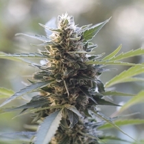 Northern Light x Skunk (G13 Labs Seeds) Cannabis Seeds