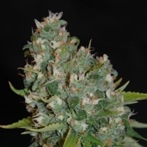 OG13 (G13 Labs Seeds) Cannabis Seeds