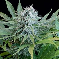 Peach Puree CBD (G13 Labs) Cannabis Seeds