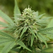 Pineapple Express #2 (G13 Labs) Cannabis Seeds