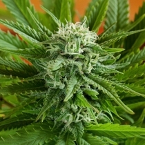 Pineapple Express Auto (G13 Labs Seeds) Cannabis Seeds