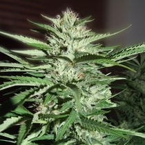 Pineapple Express (G13 Labs Seeds) Cannabis Seeds