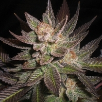 Purple Haze (G13 Labs Seeds) Cannabis Seeds