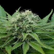 Raw Diesel (G13 Labs Seeds) Cannabis Seeds