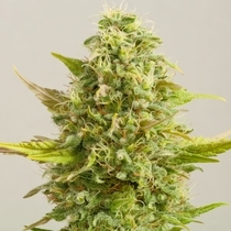 Royal Kush (G13 Labs Seeds) Cannabis Seeds