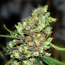 Skunk #1 (G13 Labs Seeds) Cannabis Seeds