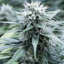 Sweet Amnesia (G13 Labs) Cannabis Seeds