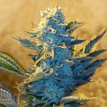 White Widow (G13 Labs Seeds) Cannabis Seeds
