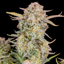 Bruce Banner Auto (Fast Buds Seeds) Cannabis Seeds