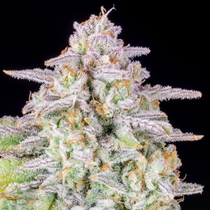 Forbidden Runtz Auto (Fast Buds Seeds) Cannabis Seeds
