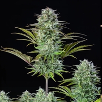 Kosher Cake (Fast Buds Seeds) Cannabis Seeds