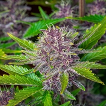 Purple Punch auto (Fast Buds Seeds) Cannabis Seeds