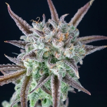 Strawberry Banana Auto (Fast Buds Seeds) Cannabis Seeds