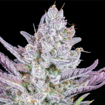 Wedding Glue Auto (Fast Buds Seeds) Cannabis Seeds
