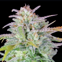 Original Auto Afghan Kush (Fast Buds Seeds) Cannabis Seeds