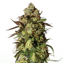 Candied Satsuma Auto Feminised (Yieldmonger seeds) Cannabis Seeds