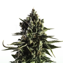 Fat Caramel Auto Feminised (Yieldmonger seeds) Cannabis Seeds