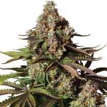 Turbo Zkittlez Feminised (Yieldmonger seeds) Cannabis Seeds