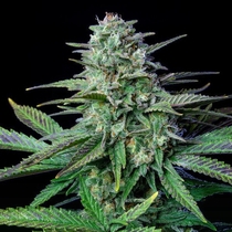 Wedding Crasher (Royal Queen Seeds) Cannabis Seeds