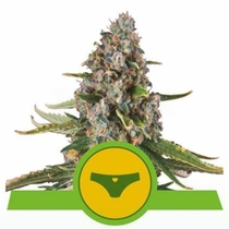 Sherbet Queen Automatic (Royal Queen Seeds) Cannabis Seeds