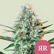 Royal Runtz (Royal Queen Seeds) Cannabis Seeds