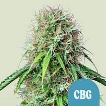 Royal CBG Automatic (Royal Queen Seeds) Cannabis Seeds