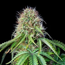 Royal CBG Automatic (Royal Queen Seeds) Cannabis Seeds