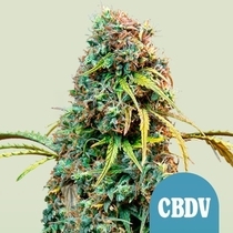 Royal CBDV Automatic (Royal Queen Seeds) Cannabis Seeds