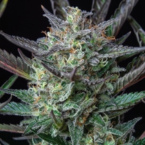 Purple Punch Automatic (Royal Queen Seeds) Cannabis Seeds