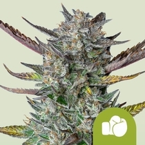 Purple Punch Automatic (Royal Queen Seeds) Cannabis Seeds