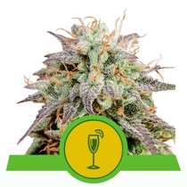 Mimosa Automatic (Royal Queen Seeds) Cannabis Seeds
